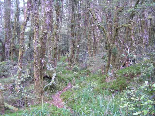 NZ leden-unor 2006 292.jpg